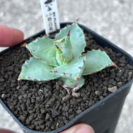 A-38 特白肌×巌龍　huplantsタグ付き