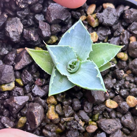 CATEGORY Agave | アガベ専門店 Heart plants.