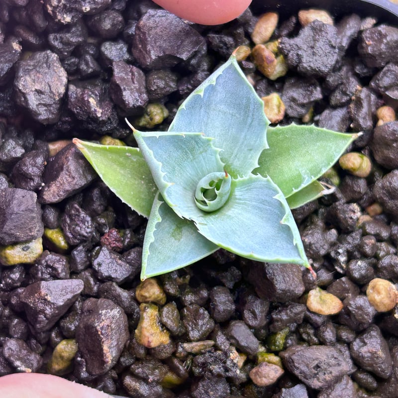 アガベ 特白肌×妖炎 実生 ハイブリッド 青葉 | アガベ専門店 Heart plants.