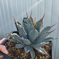 アガベ 妖蟹 ユタエンシス ×イシスメンシス | アガベ専門店 Heart plants.