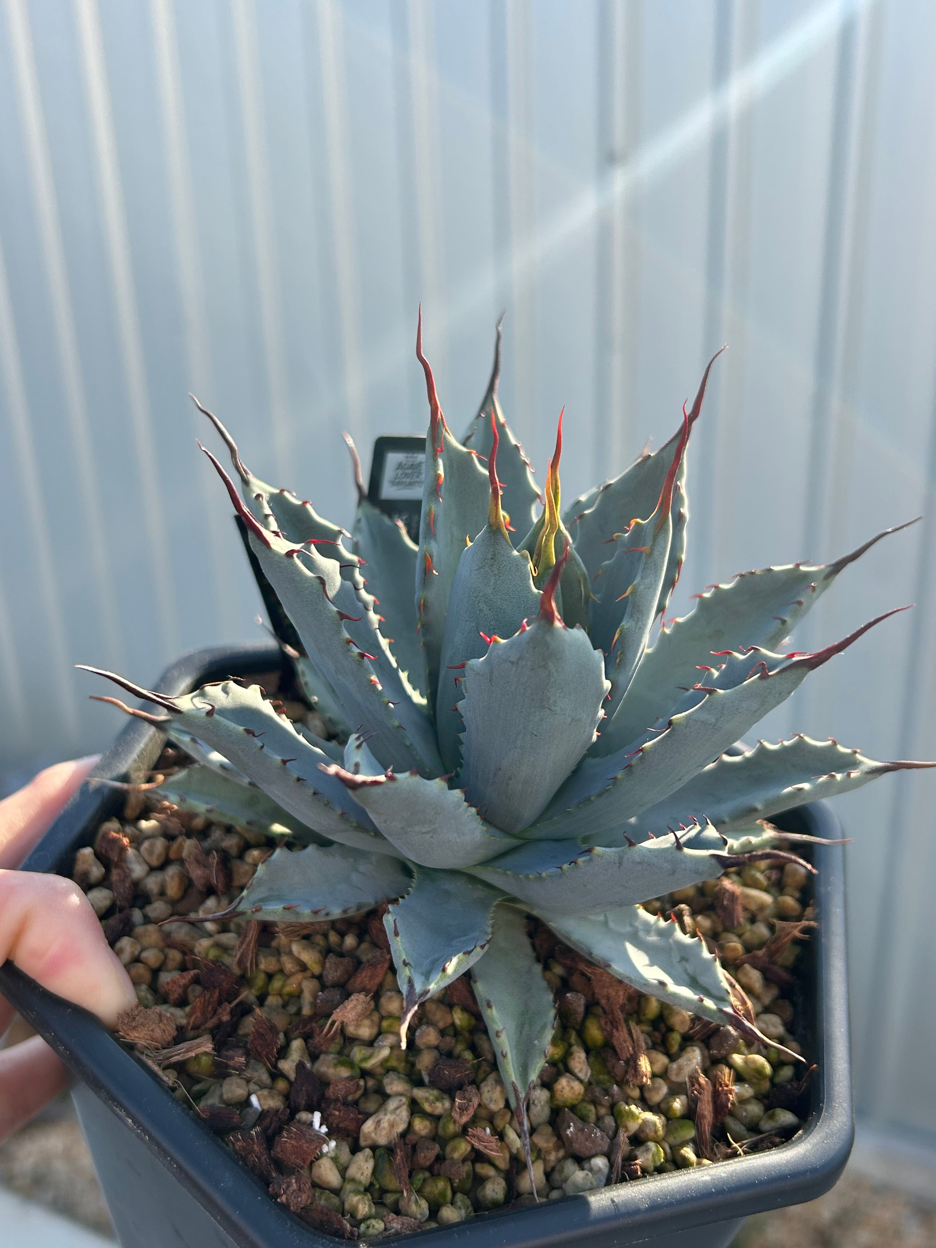 アガベ 妖炎×八荒雷神 青葉 カット苗 | アガベ専門店 Heart plants.