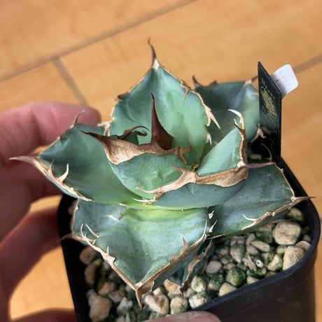 アガベ　heart plants numbers 025 HP025 子株