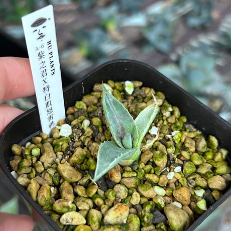 A-6 紫之君×特白肌怒雷神　huplantsタグ付き
