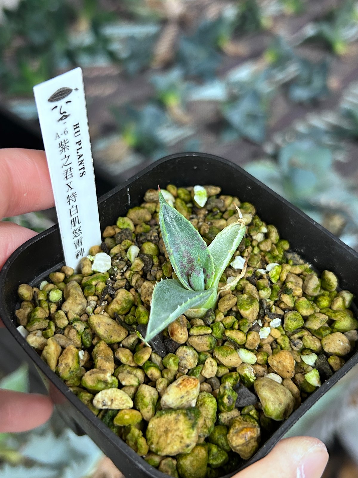 A-6 紫之君×特白肌怒雷神 huplantsタグ付き | アガベ専門店 Heart plants.