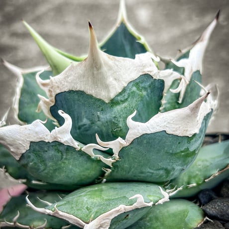 アガベ専門店 Heart plants.