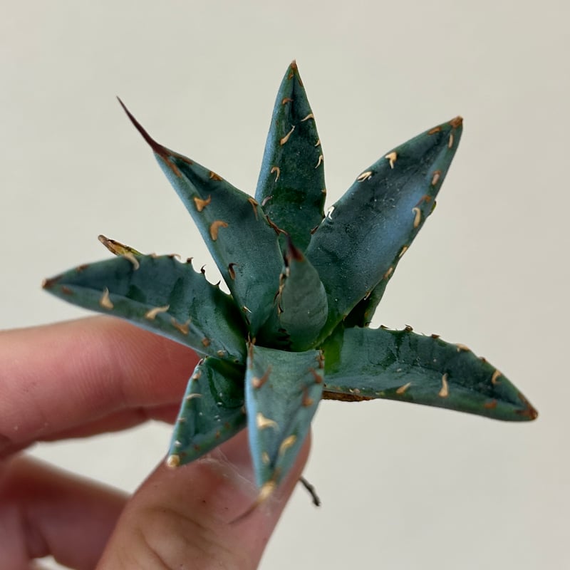 アガベ 妖炎×姫巌龍 ハイブリッド | アガベ専門店 Heart plants.