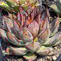 アガベ イシスメンシスハイブリッド 青葉 | アガベ専門店 Heart plants.