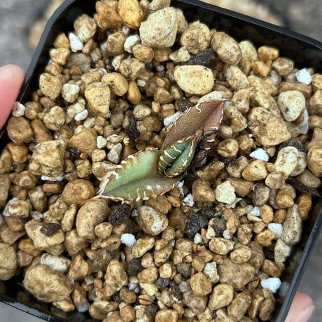 商品 | アガベ専門店 Heart plants.