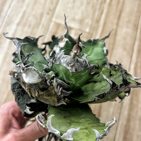 Heartplants Heartplants