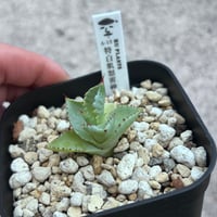 アガベ オテロイ実生 選抜個体 | アガベ専門店 Heart plants.