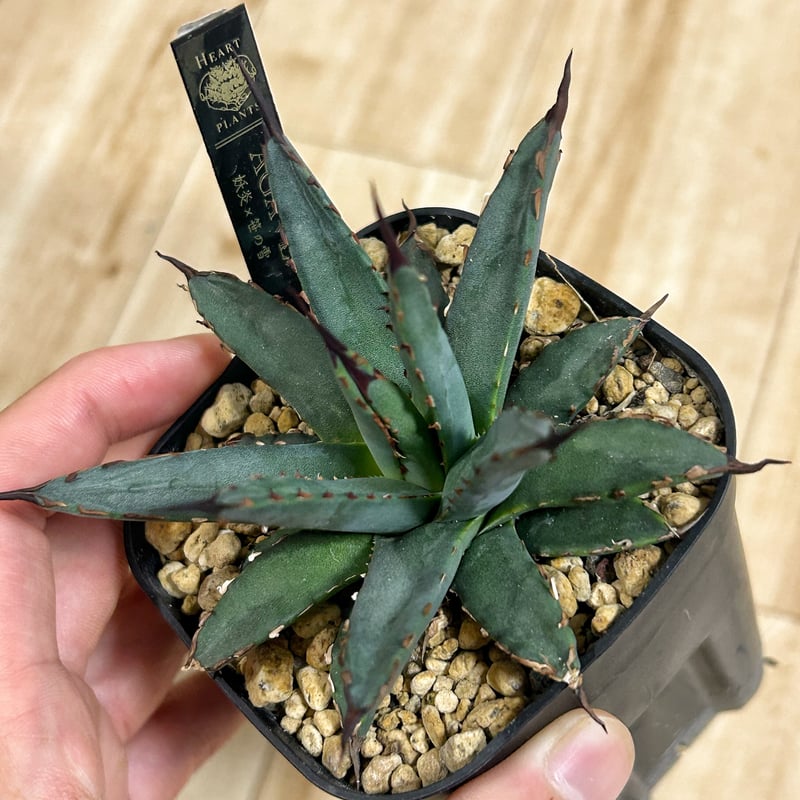 アガベ ハイブリッド 笹の雪×黒帝斬（ハデス ）子株 アガベ