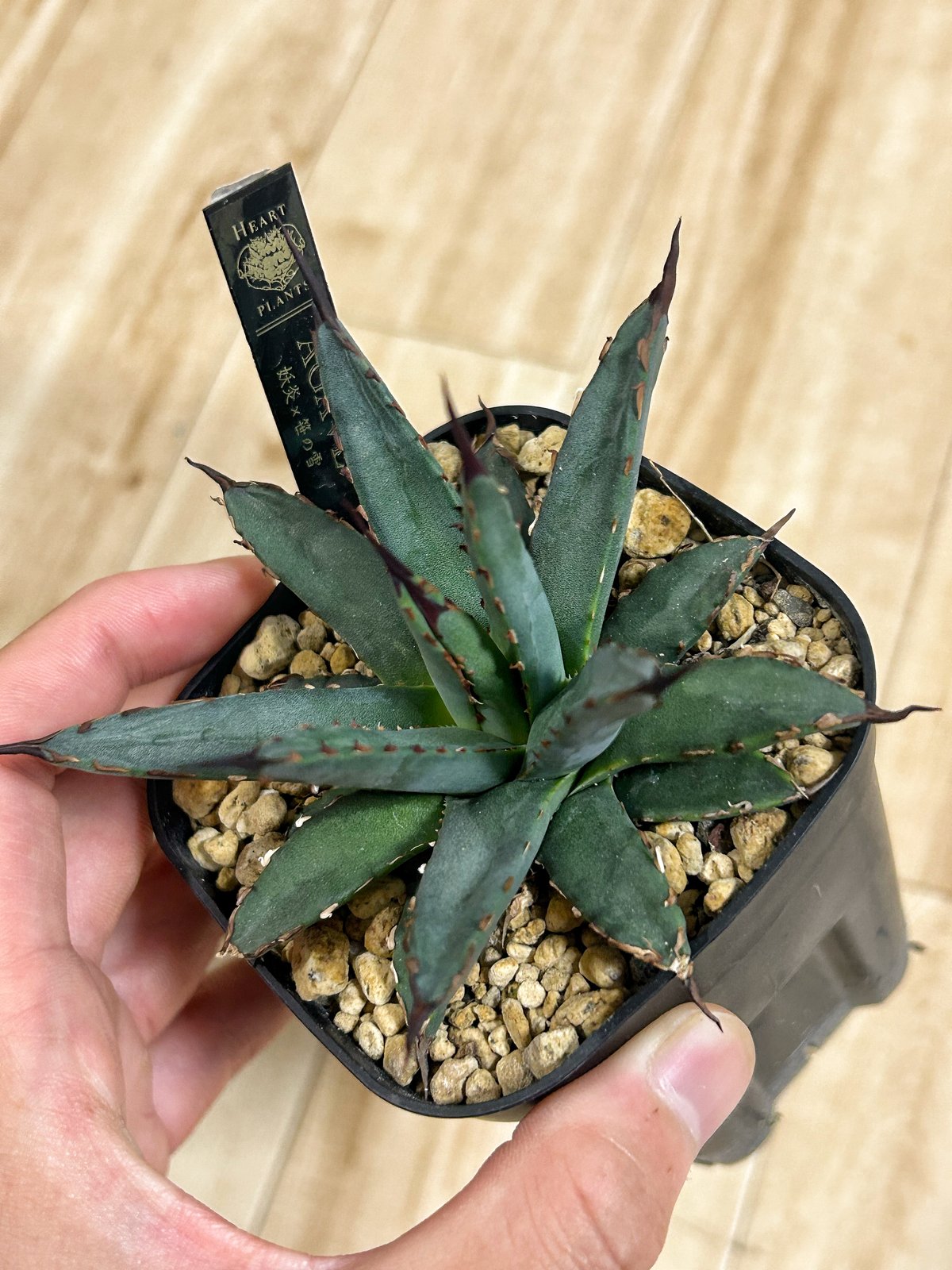 C2 アガベ ユタエンシスx笹の雪 ハイブリッド 交配種 アガベ・笹の雪