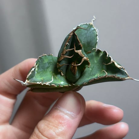 アガべ　Heartplantsコレクション悪魔OC子株　良型カット苗