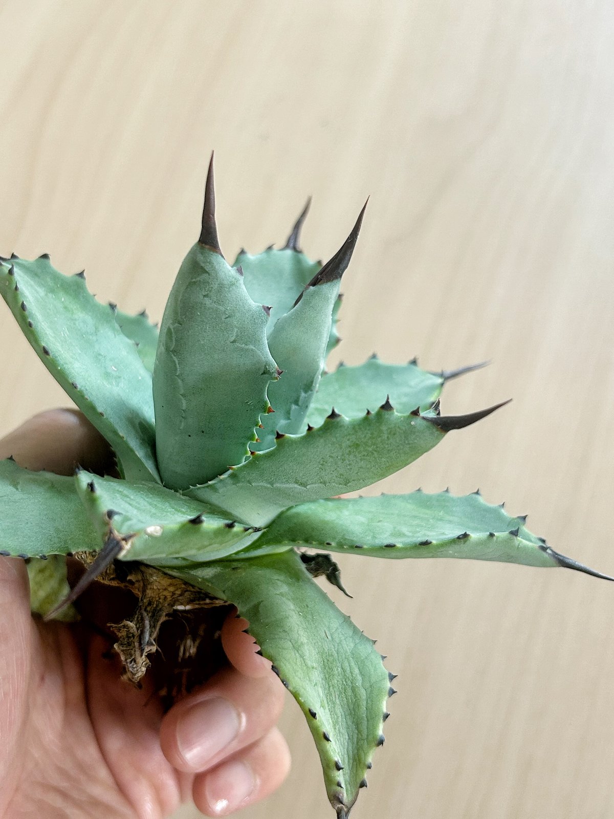 アガベ 超級龍爪×排棘八荒 希少ハイブリッド | アガベ専門店 Heart plants.