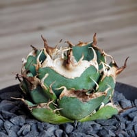 アガベ ウリエル実生 オアハカオテロイ 選抜個体① | アガベ専門店