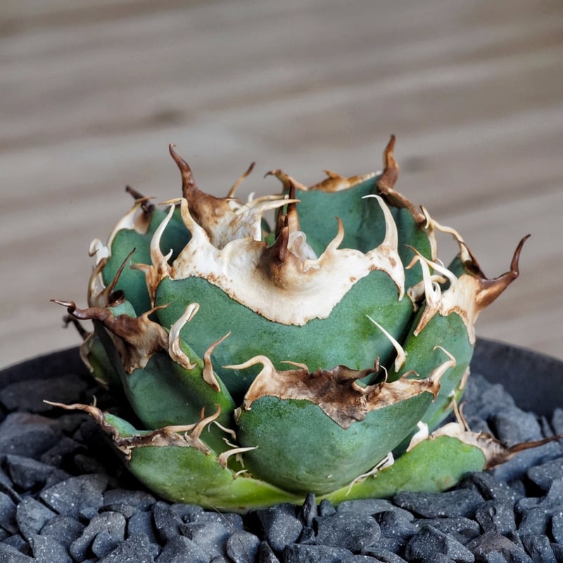 アガベ 超球体 極太鋸歯 HP033 