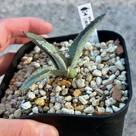 CATEGORY Agave | アガベ専門店 Heart plants.