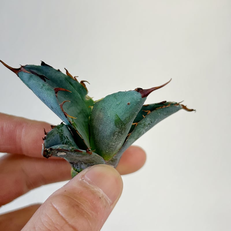 悪魔BB 現品 チタノタ 裏棘 悪魔BB 現品 チタノタ 裏棘 悪魔BB 現品 チタノタ 裏棘