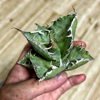 アガベ チタノタブルー