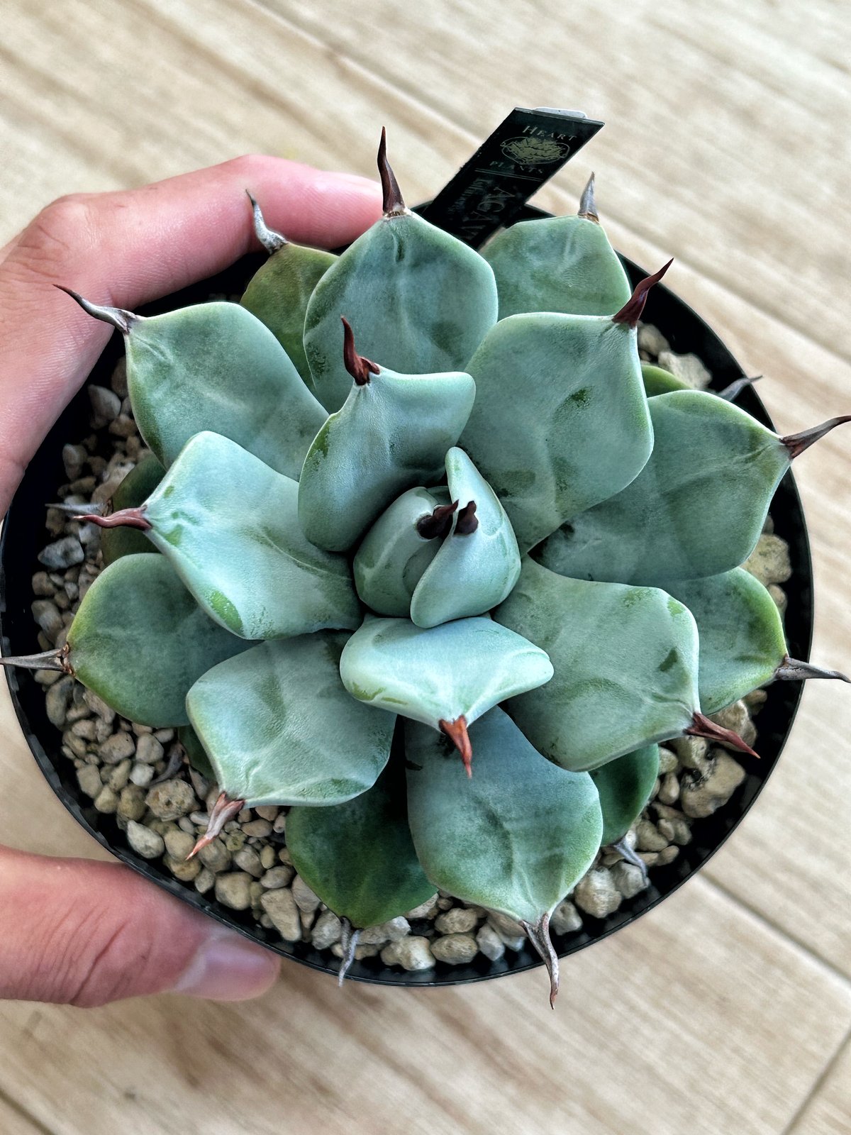 アガベ 一本棘 イシスメンシス 希少株 アガベ 一本棘 イシスメンシス 希少株 希少アガベ