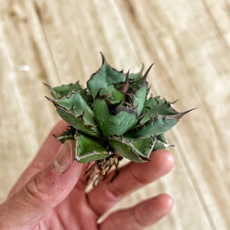 Heartplants Heartplants