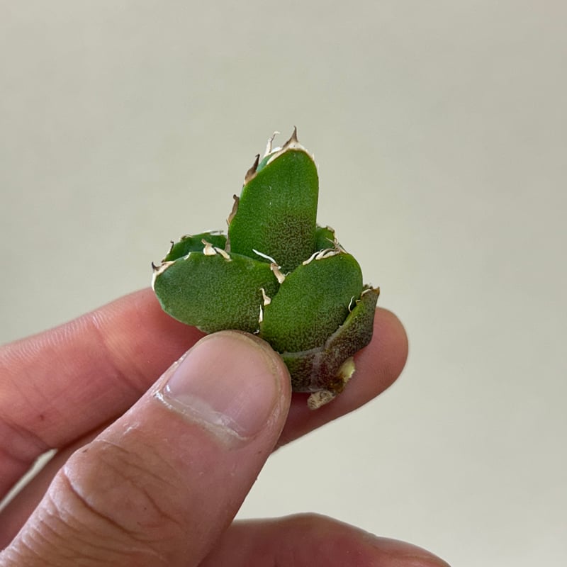 yusukeさん専用 アガベ Cg01 追星 ムチムチ子株 | アガベ専門店 Heart