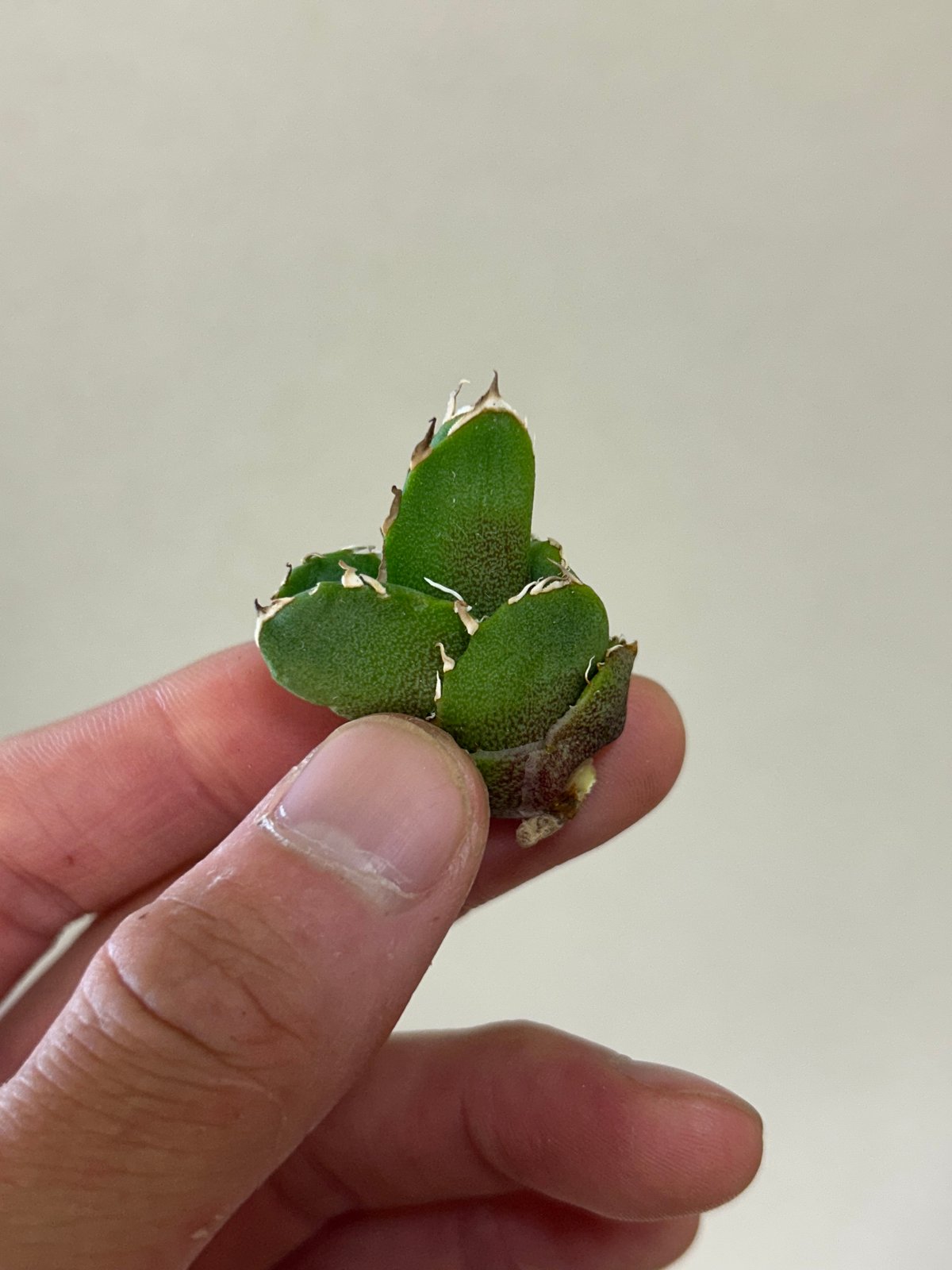 yusukeさん専用 アガベ Cg01 追星 ムチムチ子株 | アガベ専門店 Heart