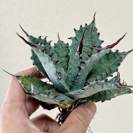 CATEGORY Agave | アガベ専門店 Heart plants.