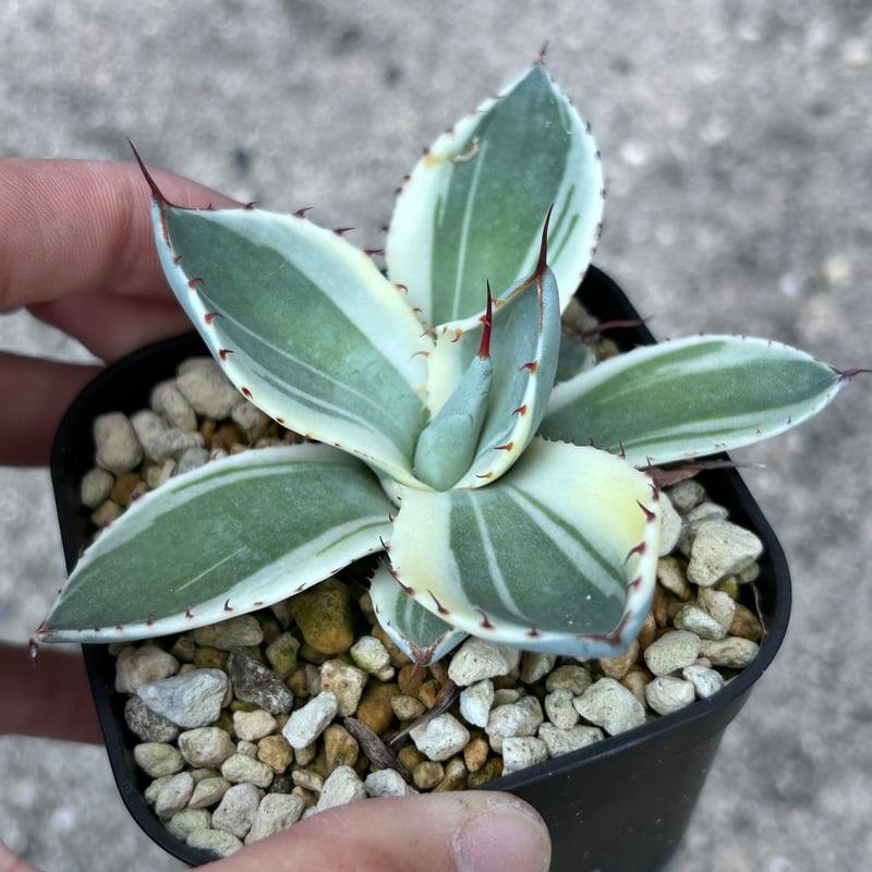 アガべ パリー オリザバ 子株 発根済み | アガベ専門店 Heart plants.
