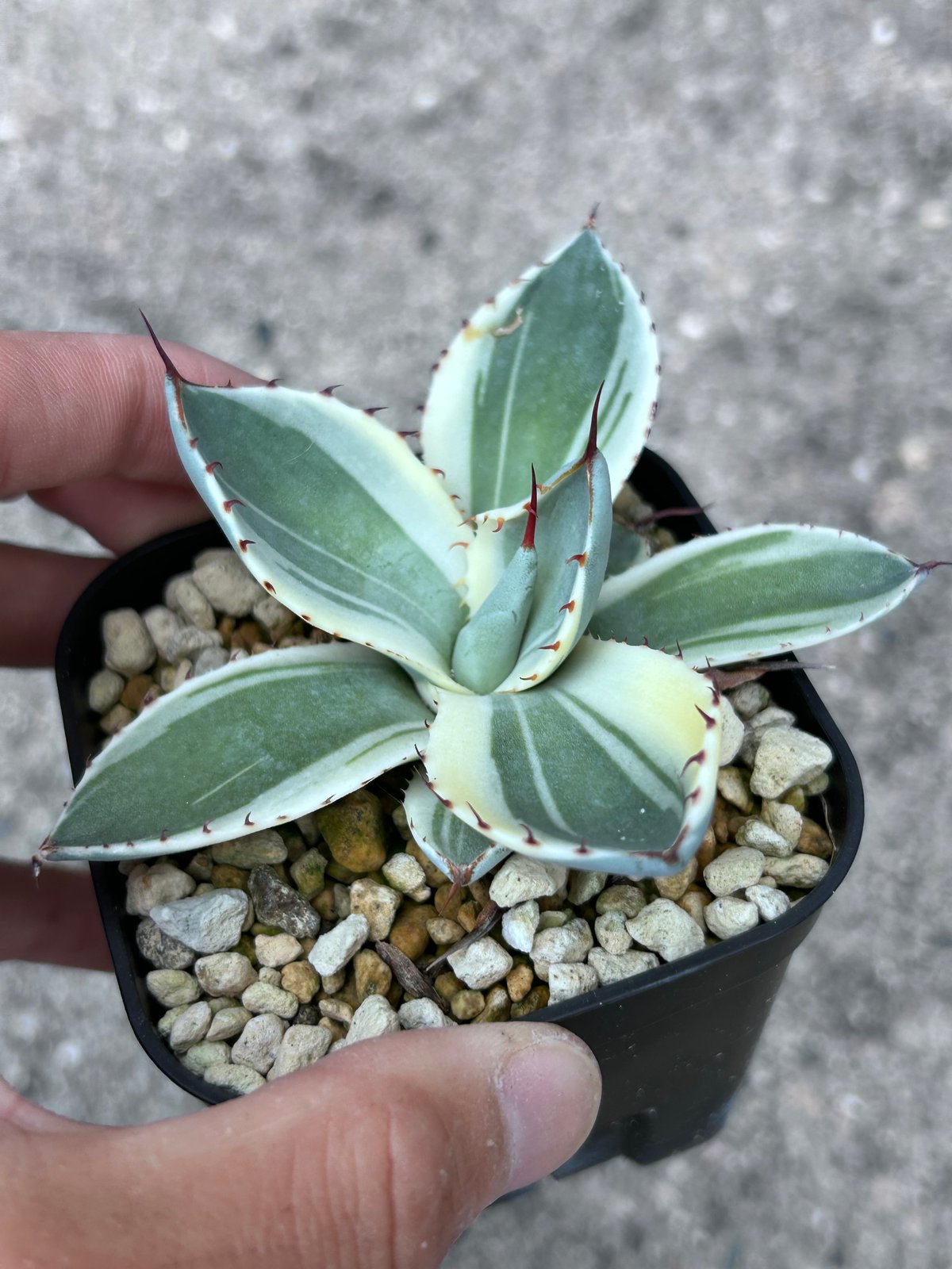 アガべ パリー オリザバ 子株 発根済み | アガベ専門店 Heart plants.