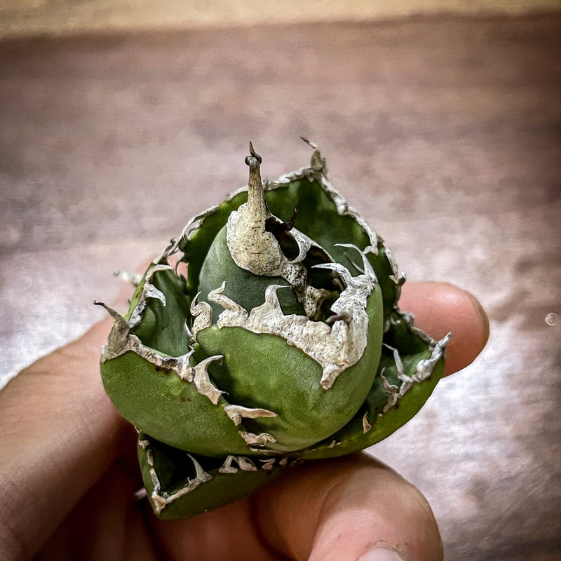 アガベ 南アフリカダイヤモンド ムチムチ子株 発根済み | アガベ専門店