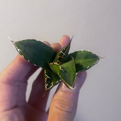 アガべ　Heartplantsコレクション悪魔OC子株