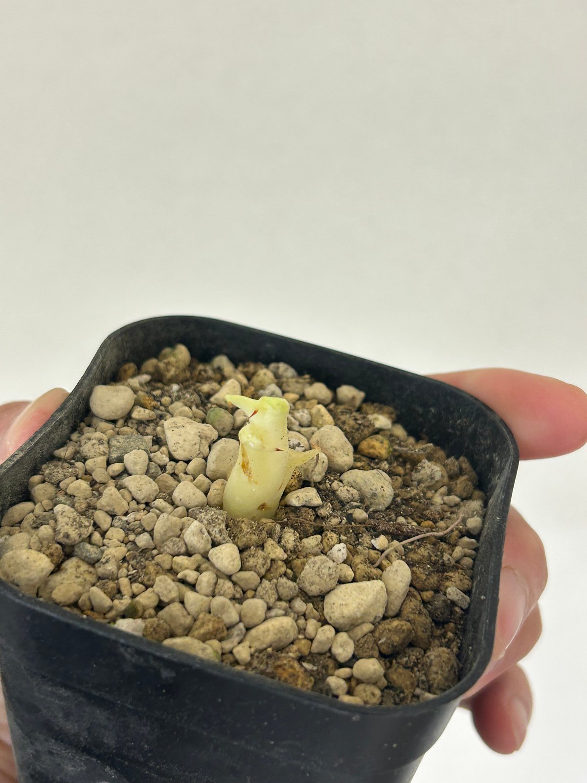 アガベ 甲蟹×血屈 ハイブリッド 肉厚 青葉 子株 | アガベ専門店 Heart