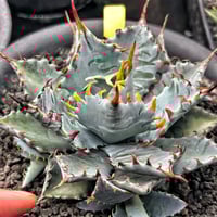 アガベ オバティフォリア オルカ 子株 | Heartplants