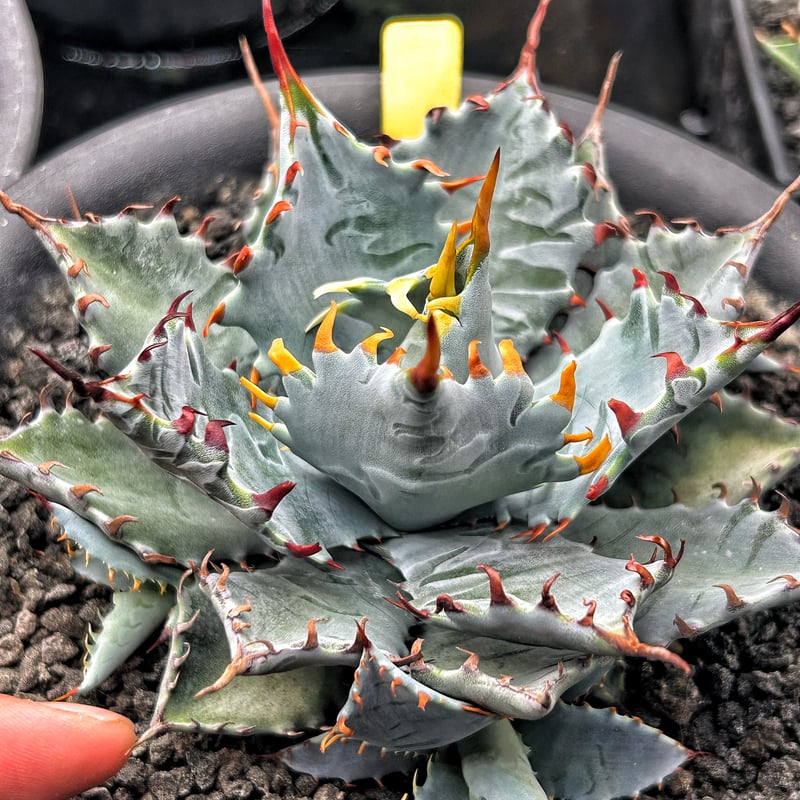 特白肌怒雷神×屈原の舞扇🪭A68 子株 | アガベ専門店 Heart plants.