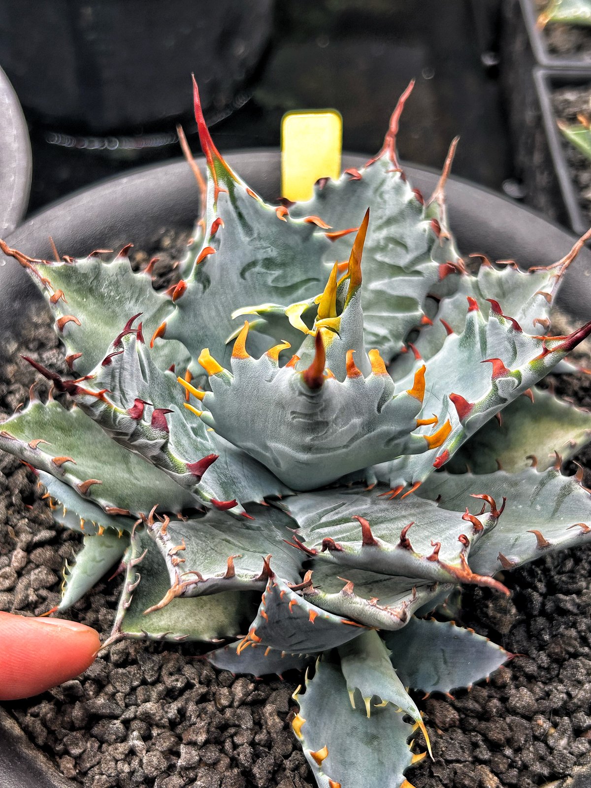 こ*う様 アガベ 特白肌怒雷神×屈原 子株 特白肌怒雷神×屈原の舞扇🪭A68 子株 | アガベ専門店 Heart plants.