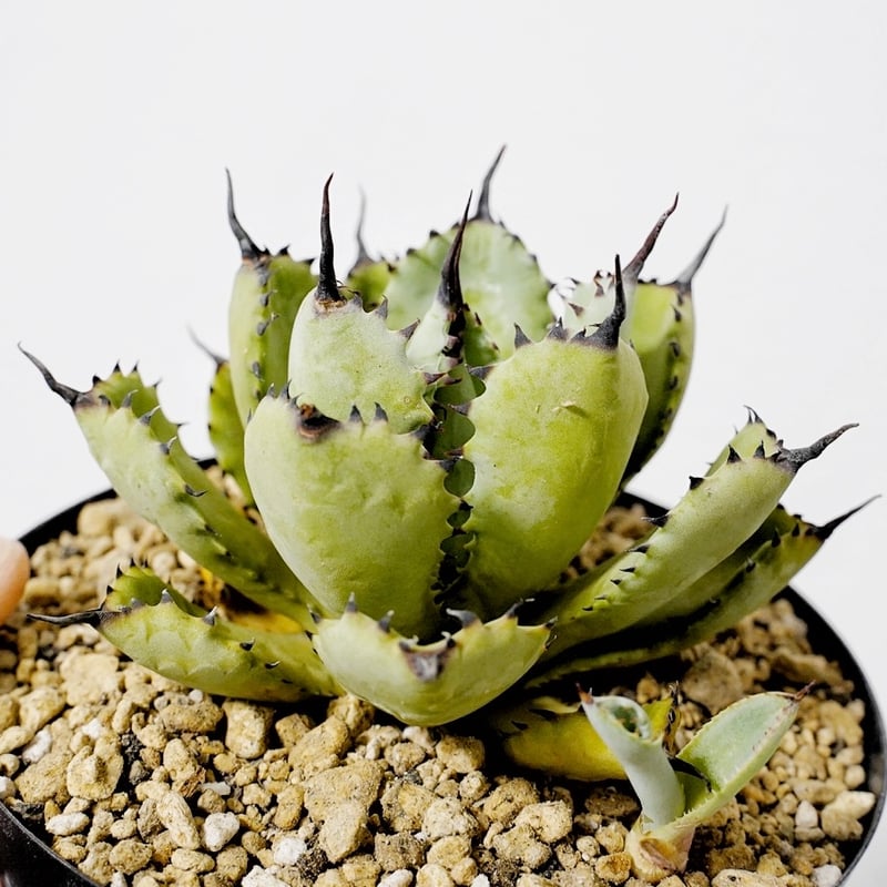 アガベ 八荒殿×雷神 ワイドリーフ | Heartplants