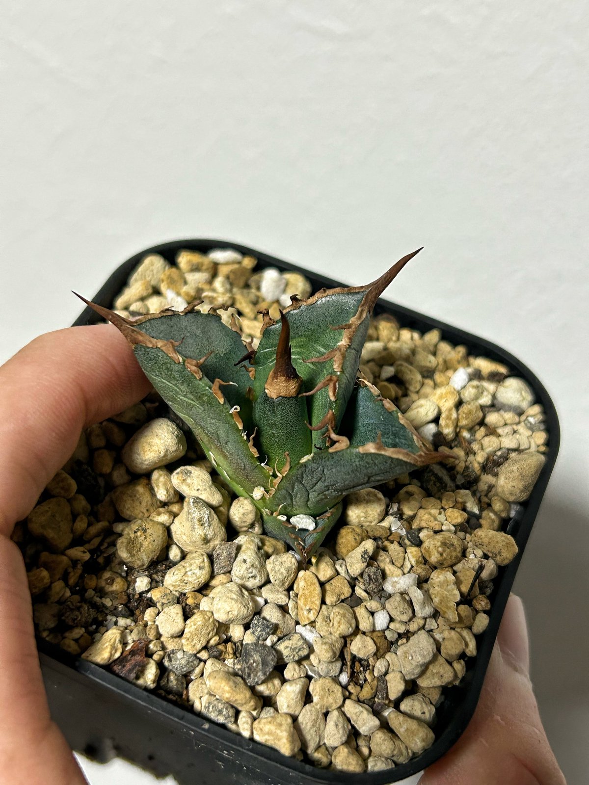 アガべ 緑犀牛 Green rinho | Heartplants