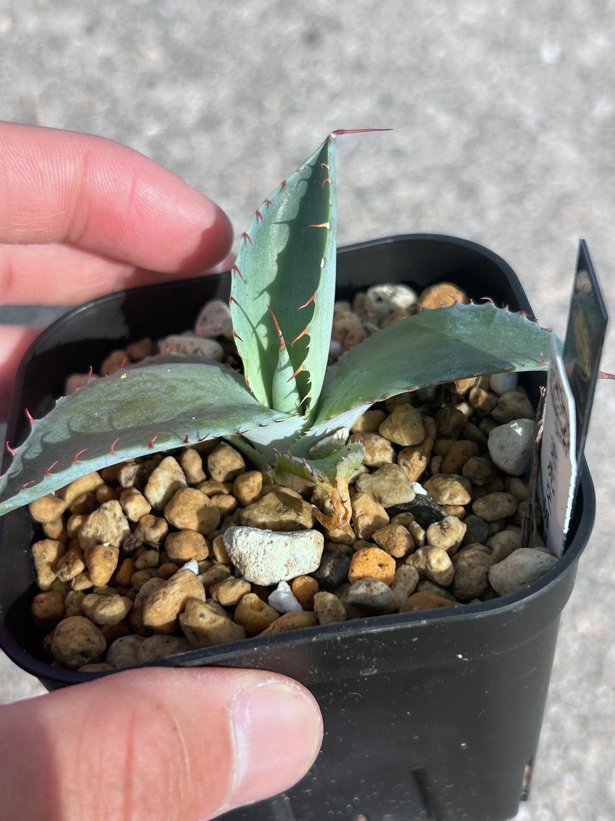 アガベ 雲虎甲蟹×排刺屈原 New hybrid | アガベ専門店 Heart plants.