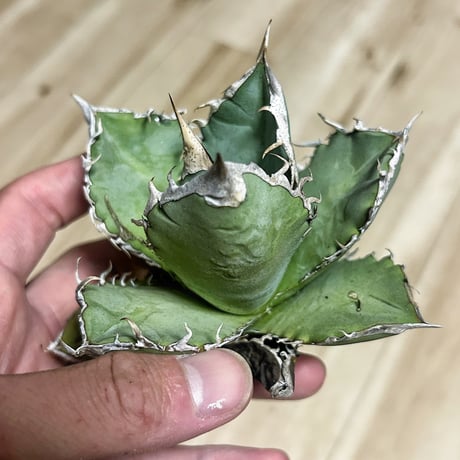 CATEGORY Agave | アガベ専門店 Heart plants.