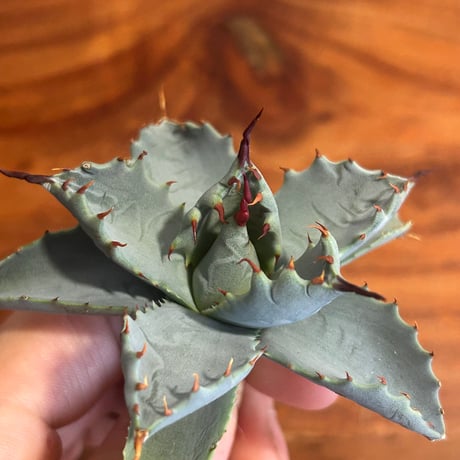 CATEGORY Agave | アガベ専門店 Heart plants.