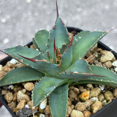 CATEGORY Agave | アガベ専門店 Heart plants.