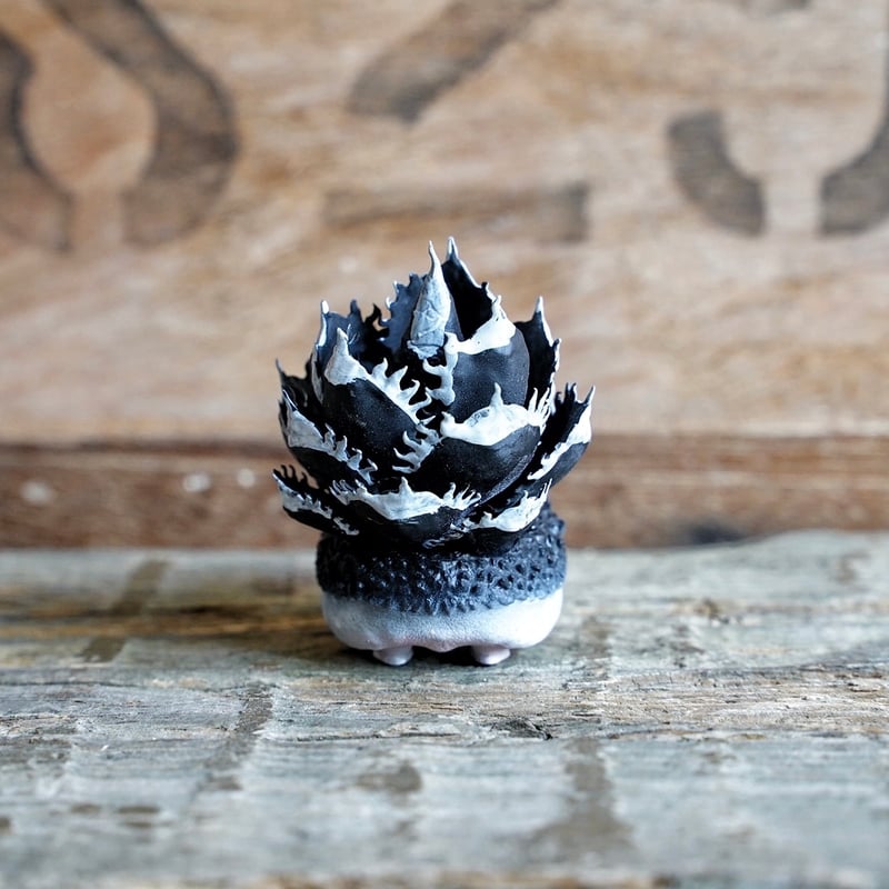 アガベ 棘ねずみ ver.Black devil | アガベ専門店 Heart plants.