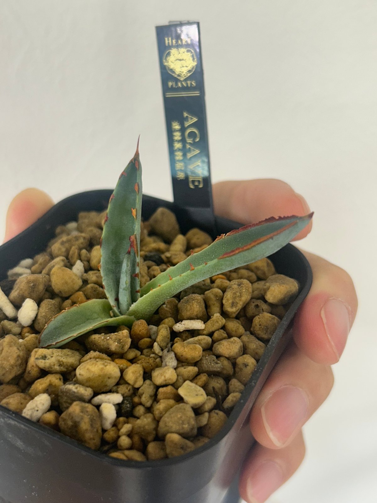 アガベ 裏棘＆超連棘屈原 子株 | アガベ専門店 Heart plants.