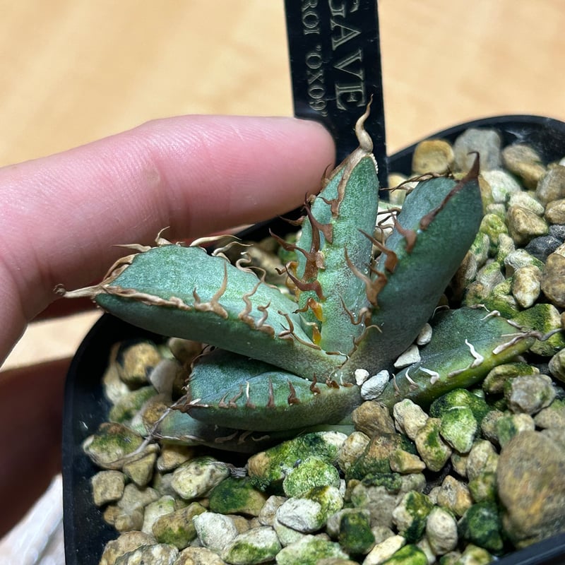 アガベ オテロイ OX009 当店コレクション株 子株 | アガベ専門店 Heart