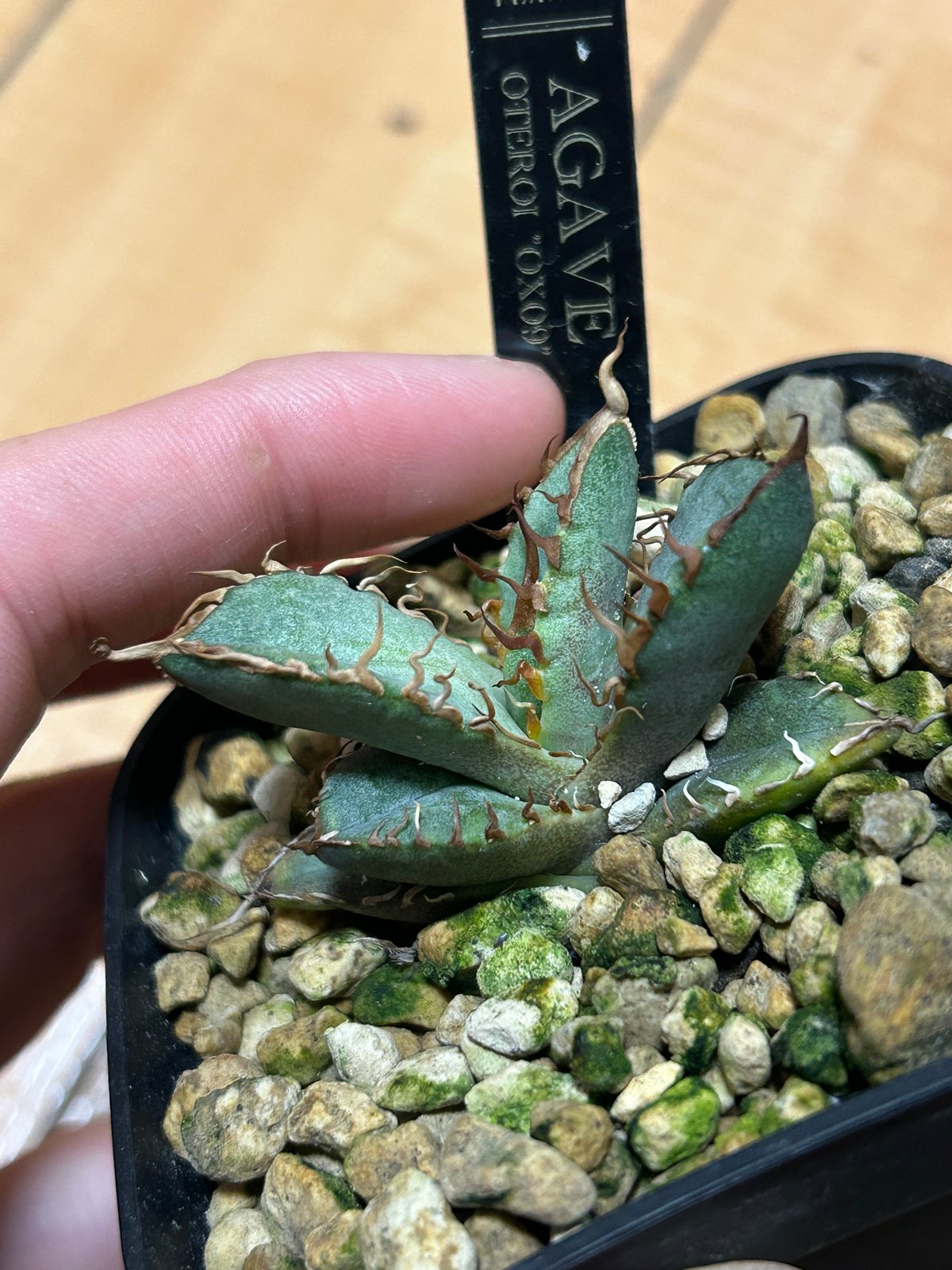 アガベ子株　Oteroi 現地産　【本物】バケモノ アガベ子株 Oteroi 現地産 【本物】バケモノ 【公式通販】