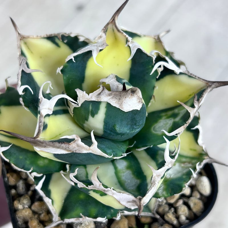 アガベ SAD 白中斑入り 美形株 | アガベ専門店 Heart plants.