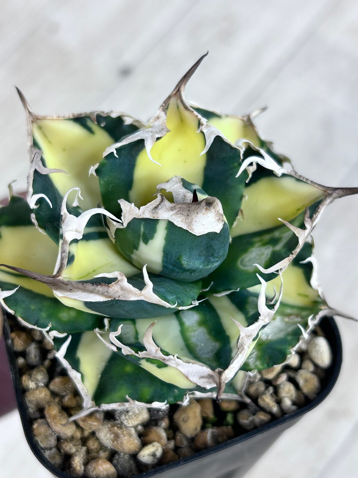 アガベ SAD 白中斑入り 美形株 | アガベ専門店 Heart plants.