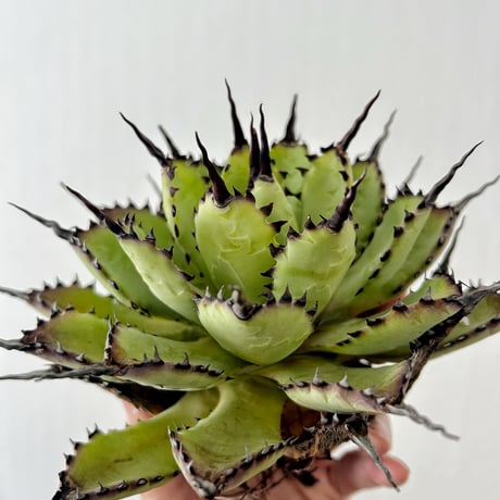 Heartplants Heartplants
