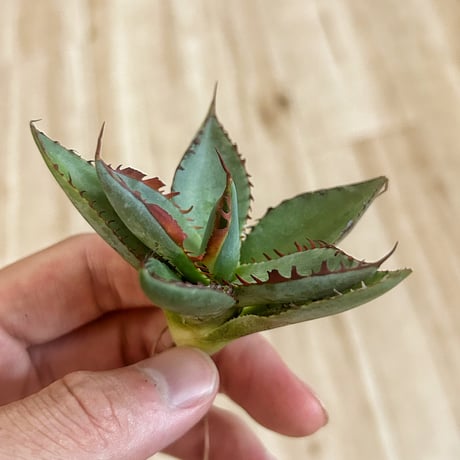 【クローバー出品】アガベhyb アガベ ハイブリッド EC360 – TaiShoDo ONLINE SHOP